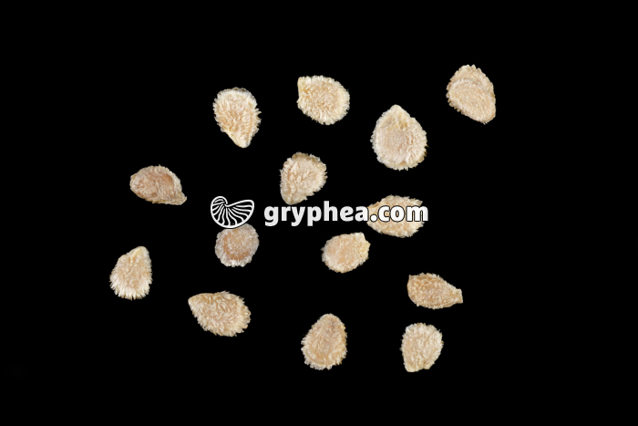 Tomate - Graines déshydratées (var Marmande) - gryphea.com